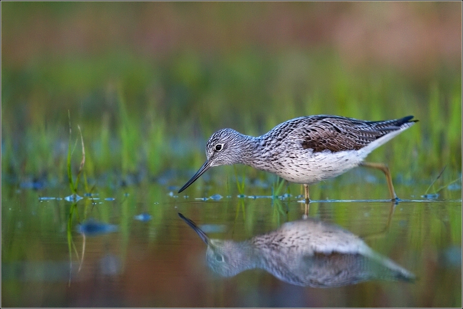 Vodouš šedý  ( Tringa nebularia )