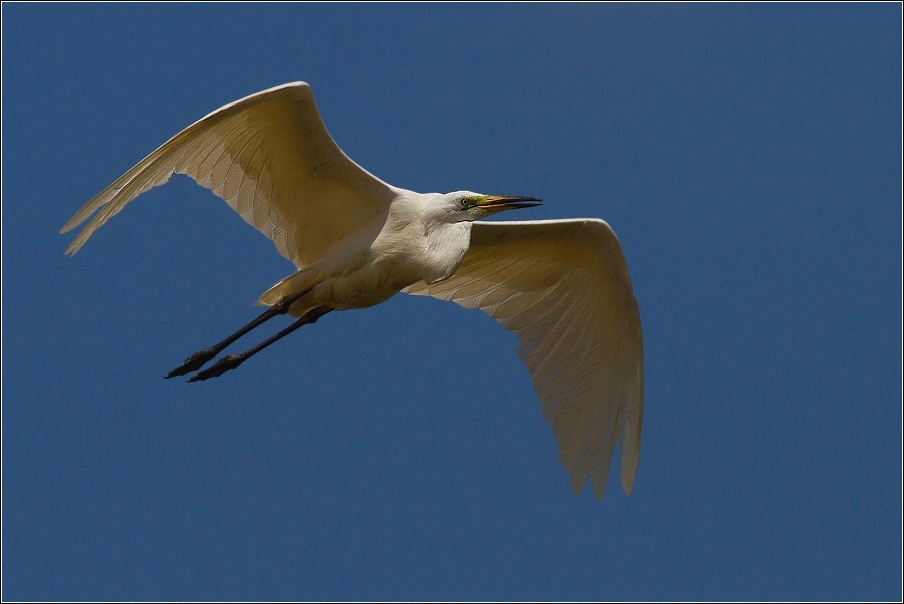 Volavka bílá  ( Egretta alba )