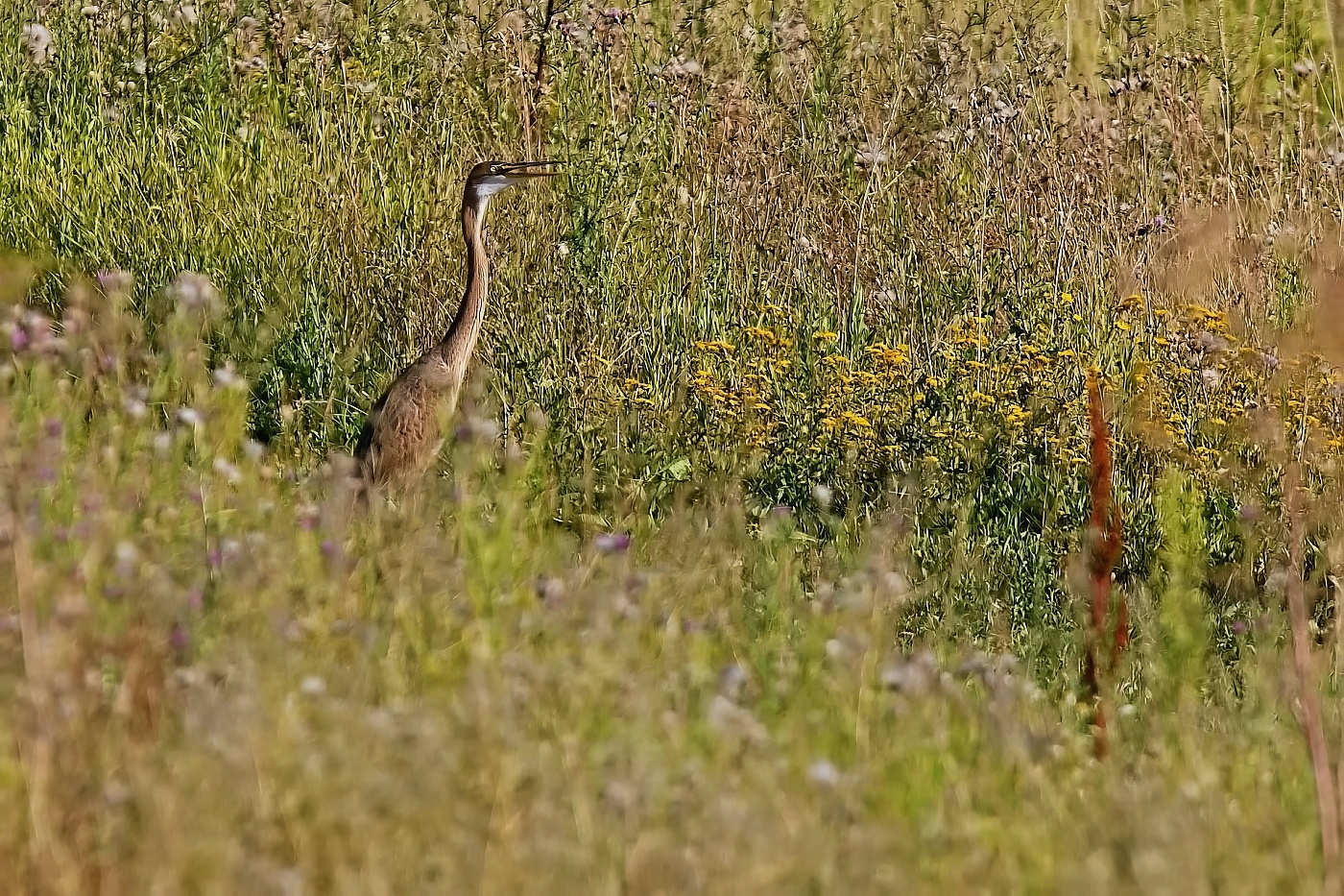 Volavka červená  ( Ardera purpurea )