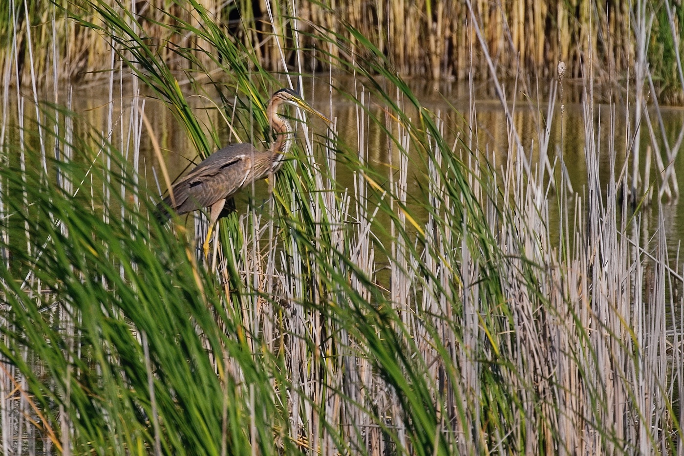 Volavka červená  ( Ardera purpurea )