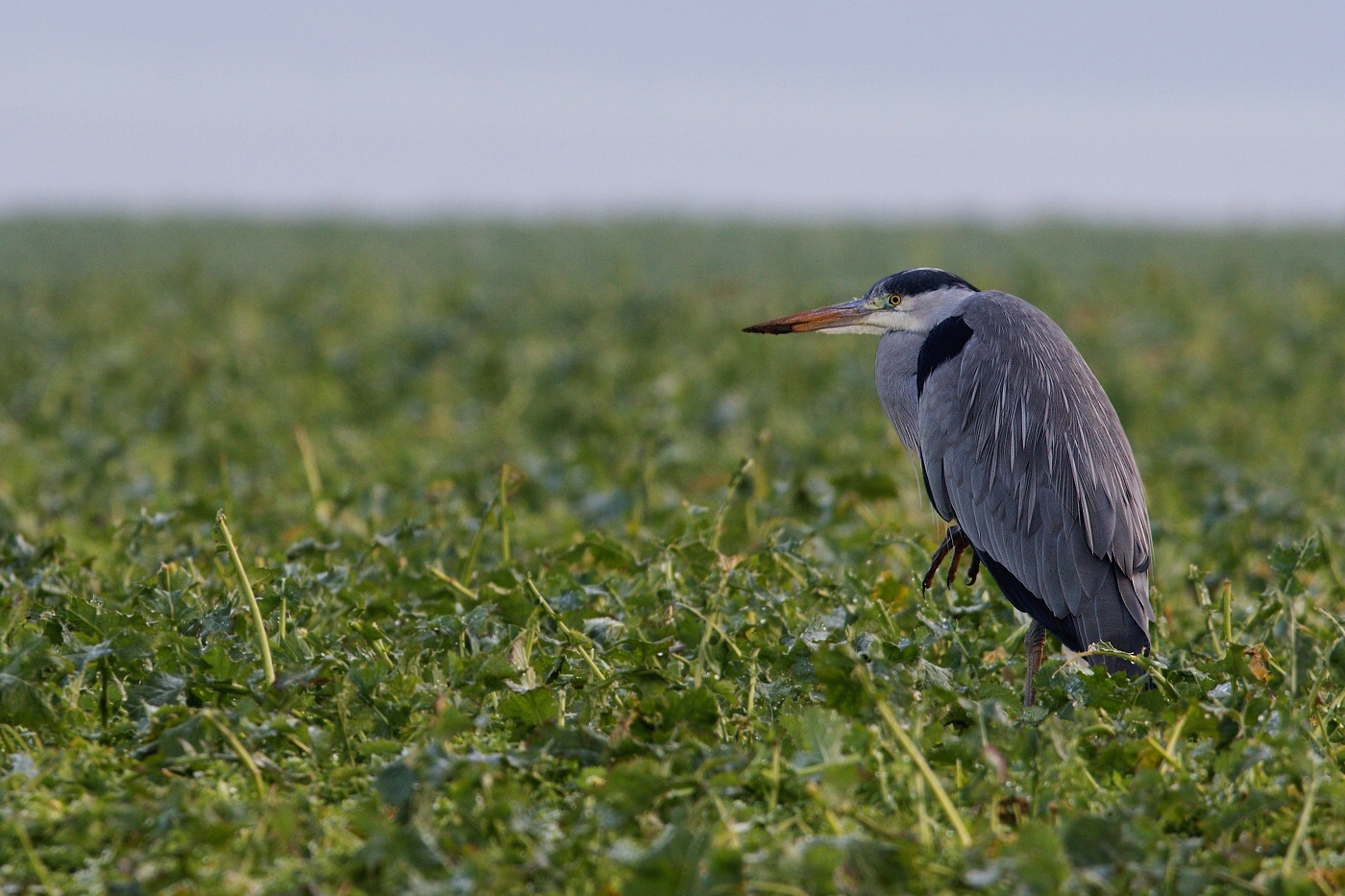 Volavka popelavá ( Ardea cinerea )