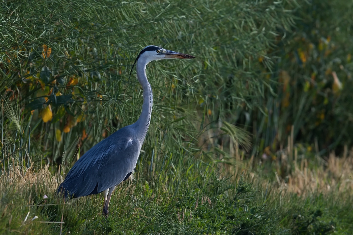 Volavka popelavá ( Ardea cinerea )