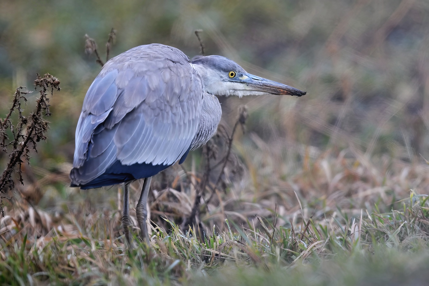 Volavka popelavá  ( Ardea cinerea )