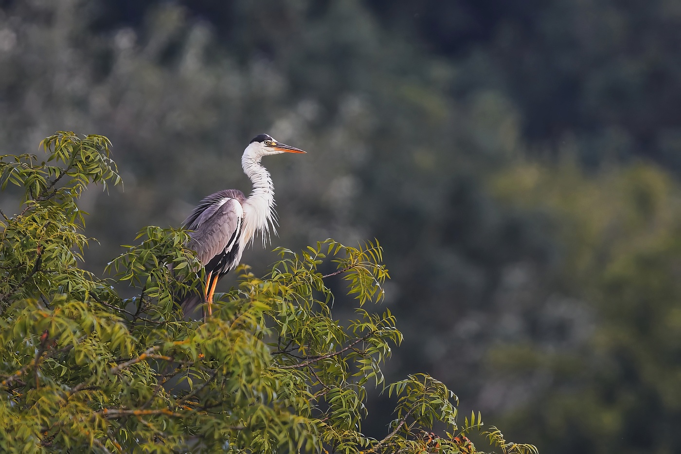 Volavka popelavá  ( Ardea cinerea )