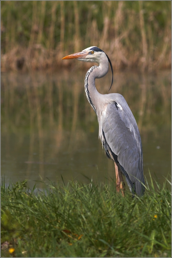Volavka popelavá ( Ardea cinerea )
