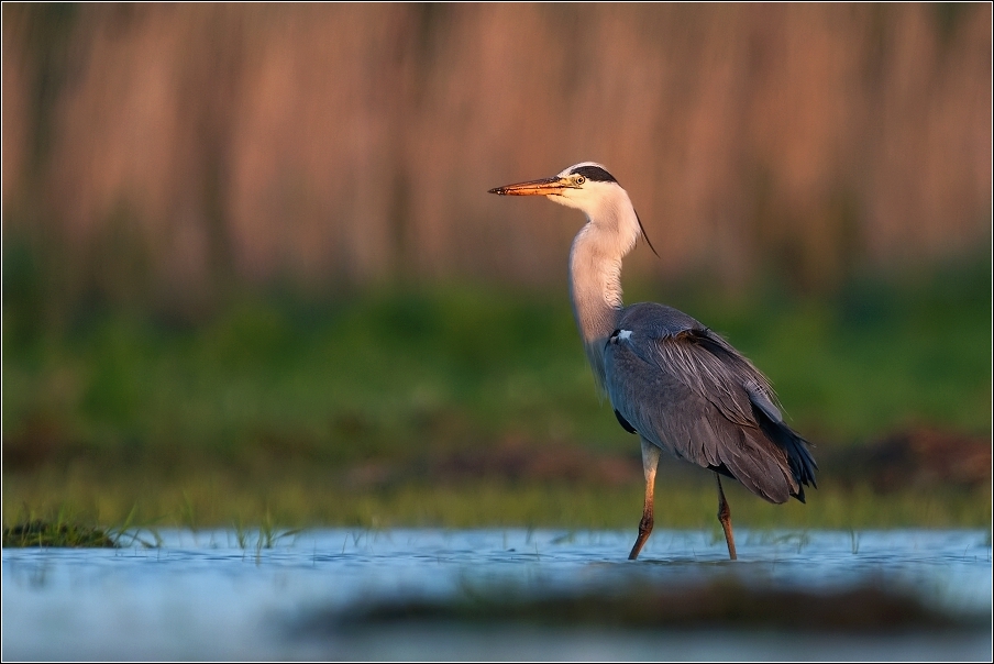 Volavka popelavá  ( Ardea cinerea )