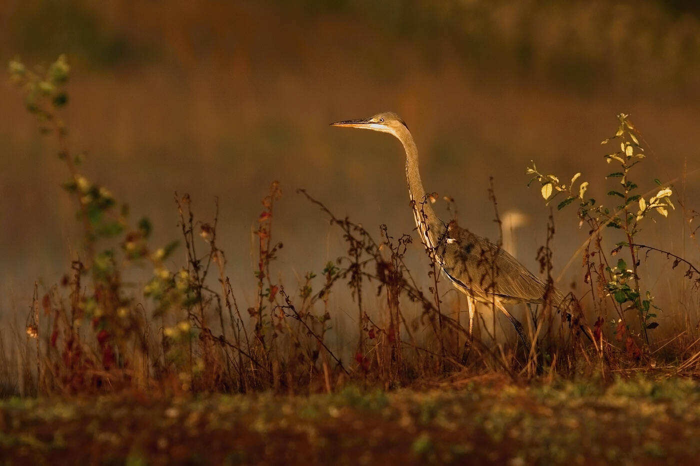 Volavka popelavá  ( Ardea cinerea )