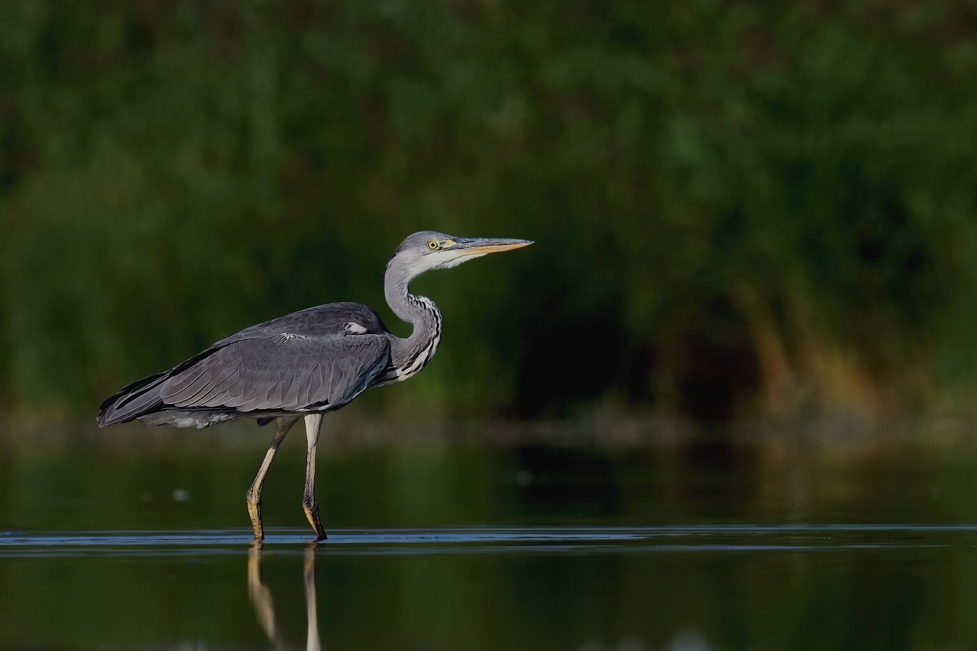 Volavka popelavá  ( Ardea cinerea )