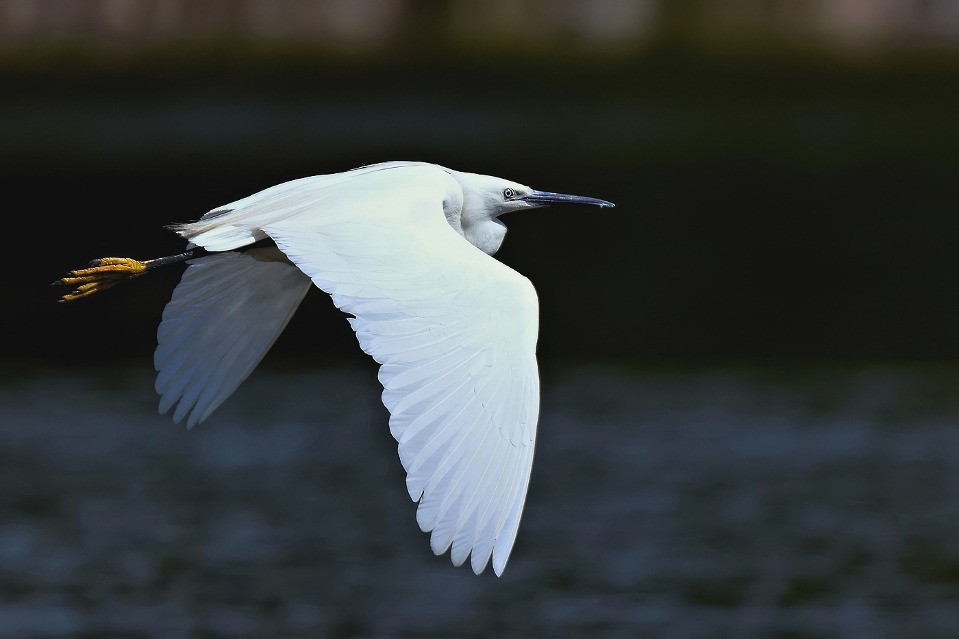 Volavka stříbřitá  ( Egretta garzetta )