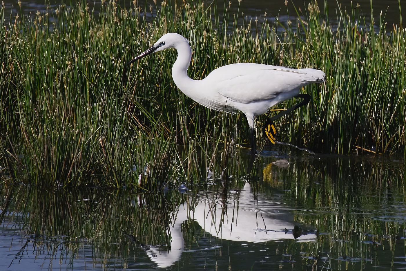 Volavka stříbřitá  ( Egretta garzetta )