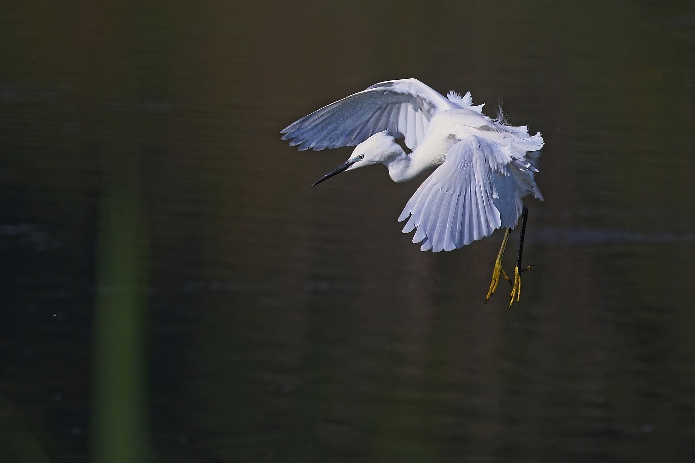 Volavka stříbřitá  ( Egretta garzetta )