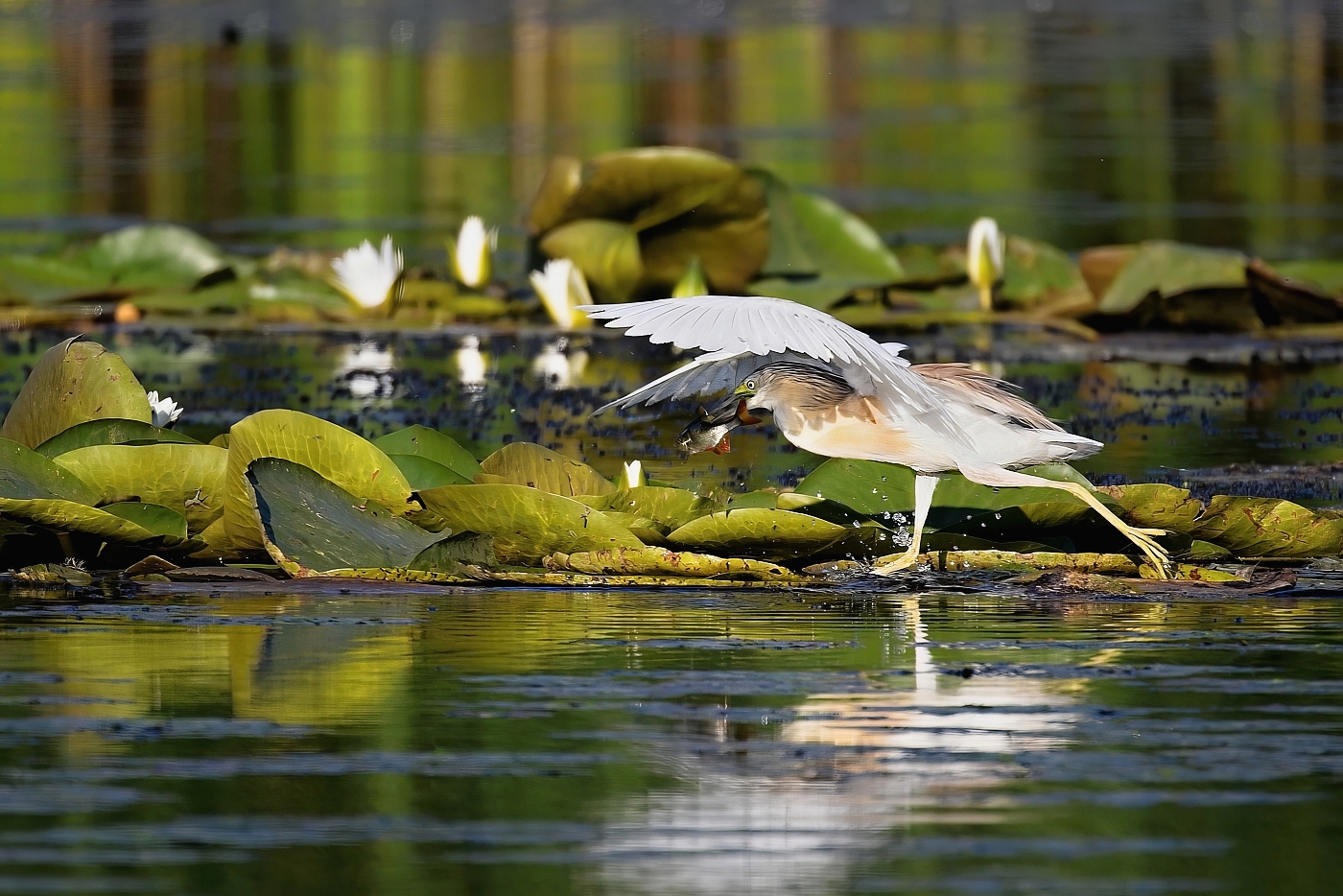 Volavka vlasatá  ( Ardeola ralloides )