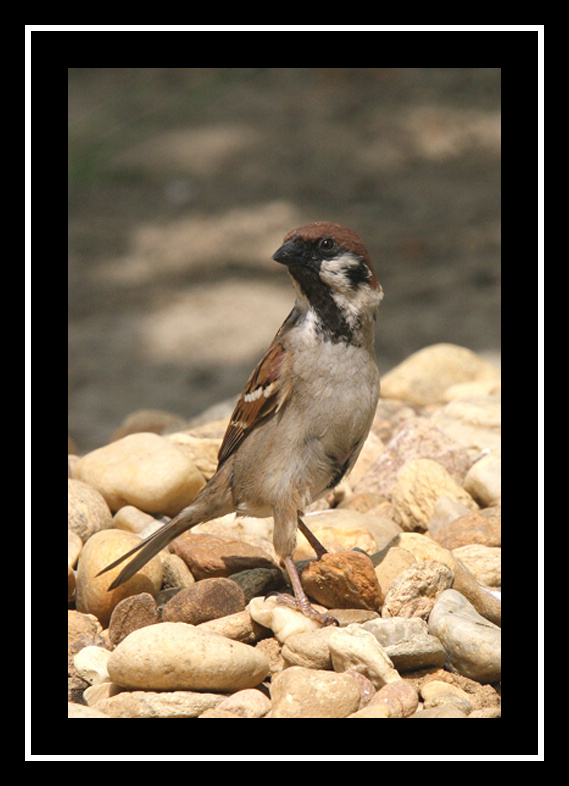 Vrabec polní  ( Passer montanus )