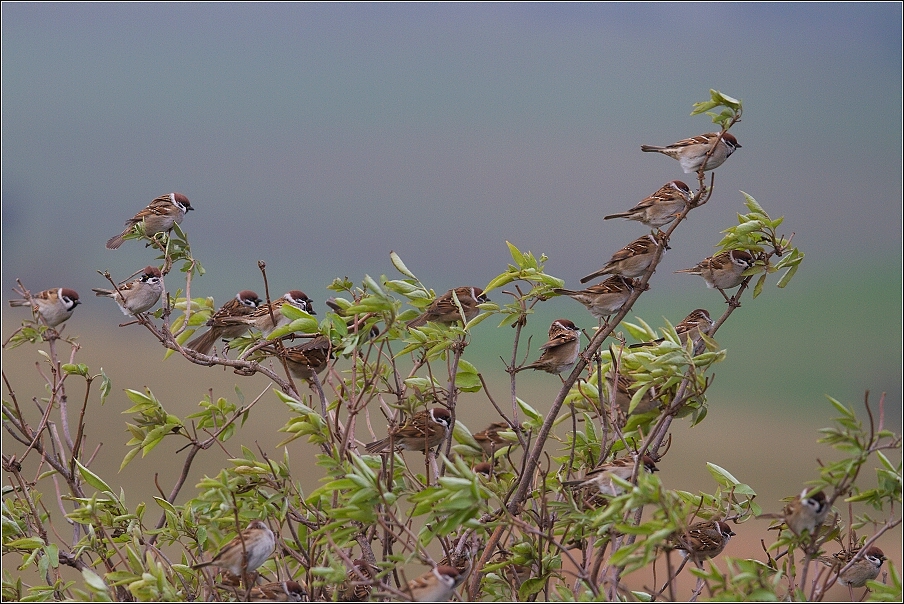 Vrabec polní  ( Passer montanus )