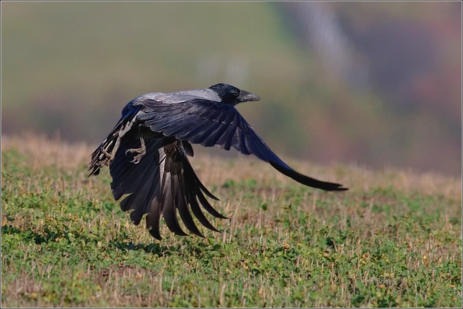 Vrána obecná šedá ( Corvus corone cornix )