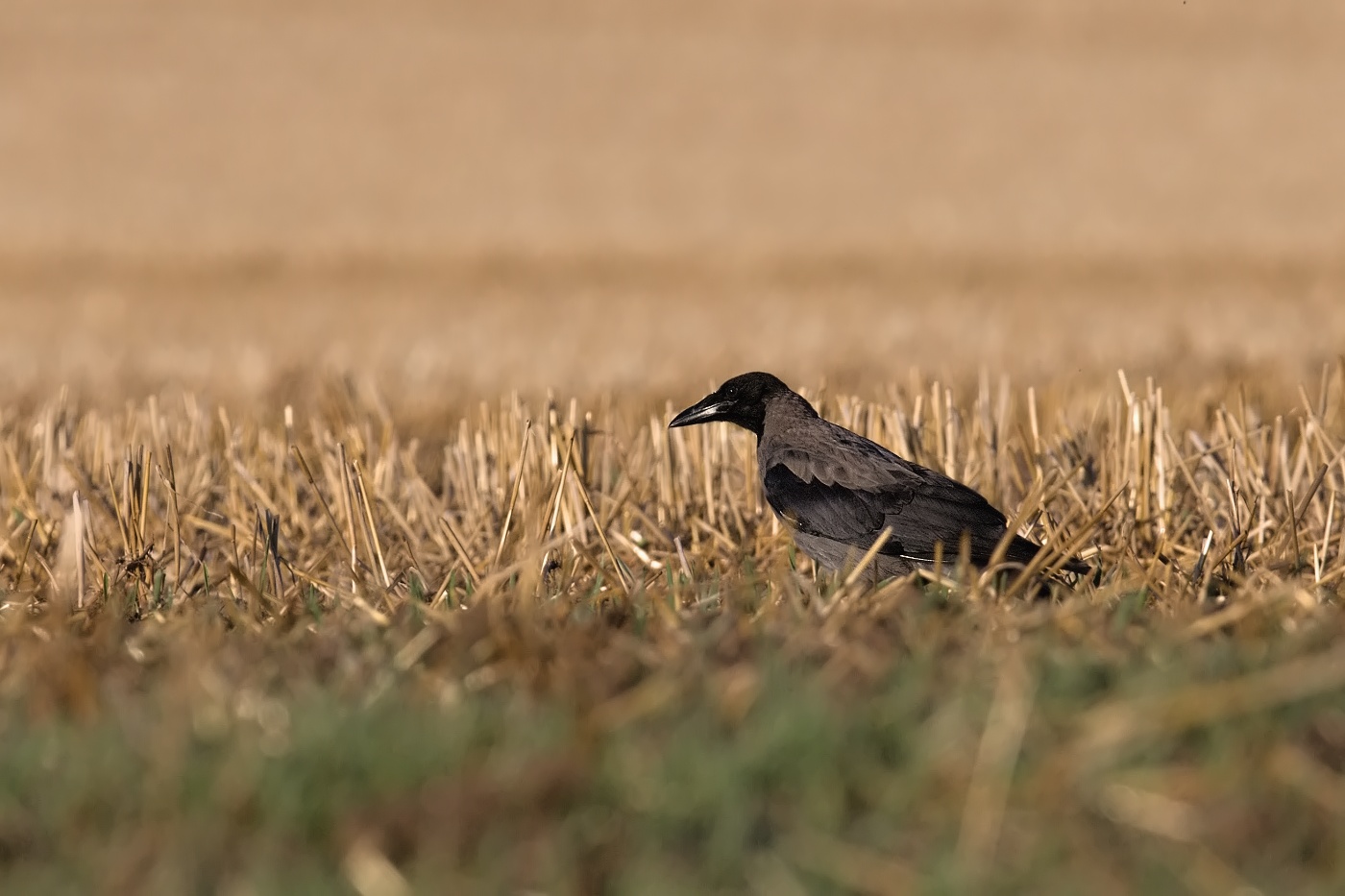 Vrína obecná šedá  ( Corvus corone cornix )