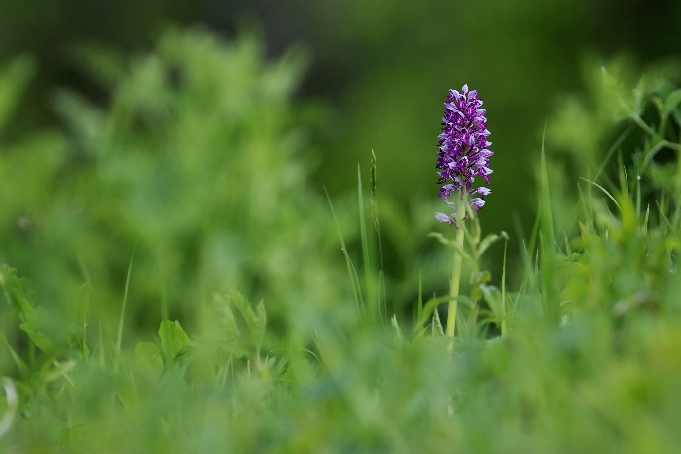 Vstavač vojenský  ( Orchis militaris )