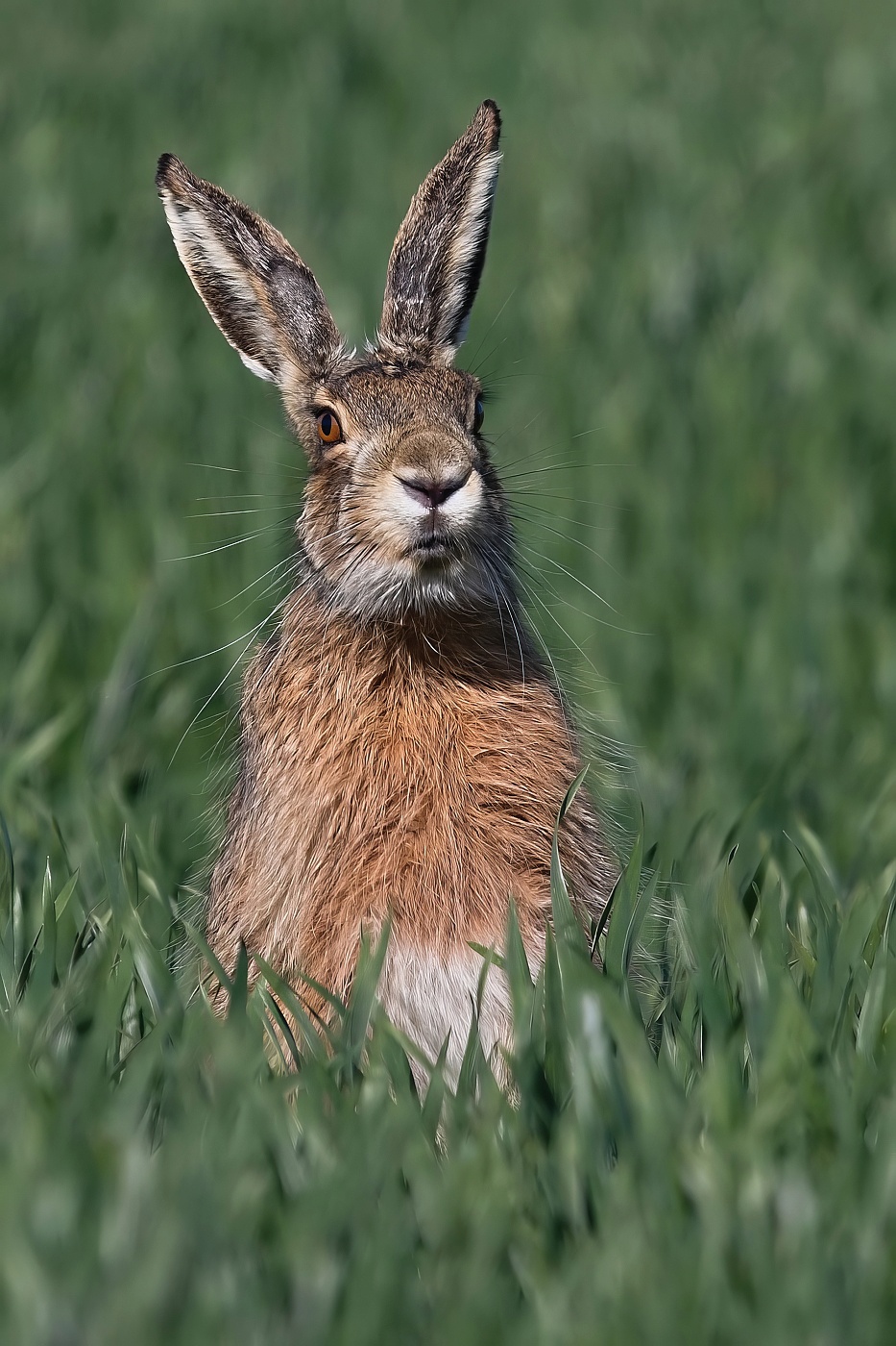 Zajíc polní  ( Lepus europaeus )