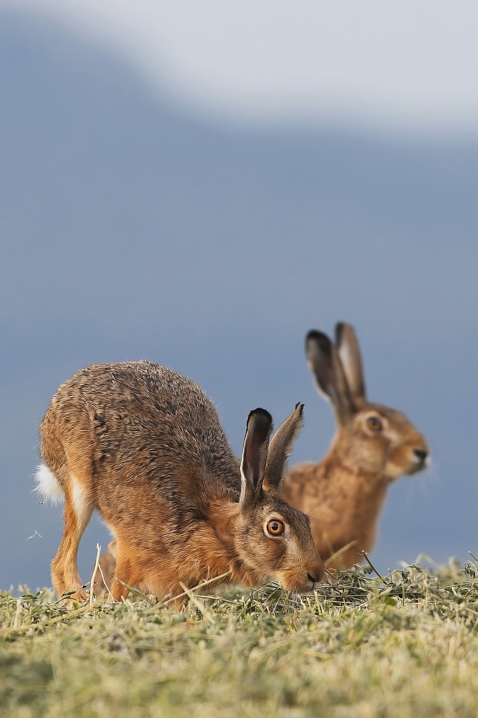 Zajíc polní  ( Lepus europaeus )