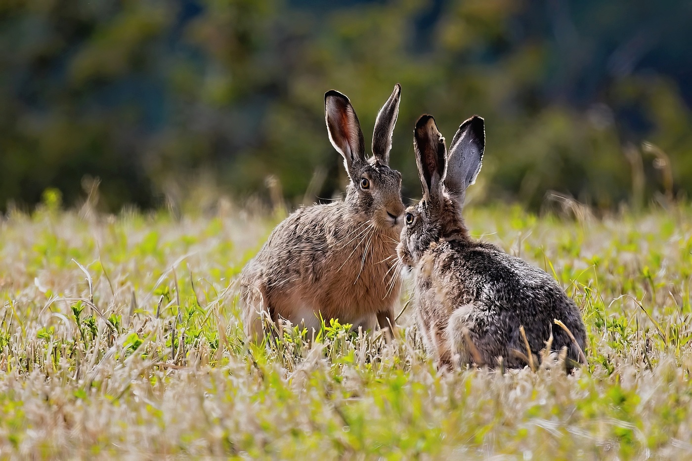Zajíc polní  ( Lepus europaeus )