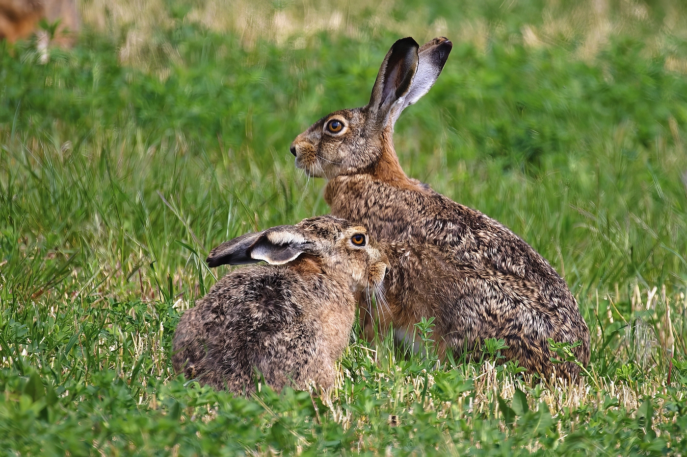 Zajíc polní  ( Lepus europaeus )