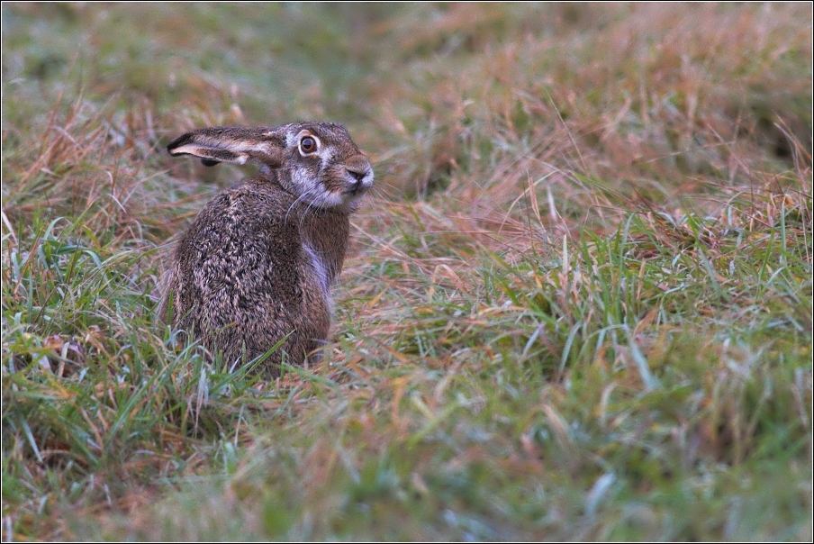 Zajíc polní ( Lepus europaeus )