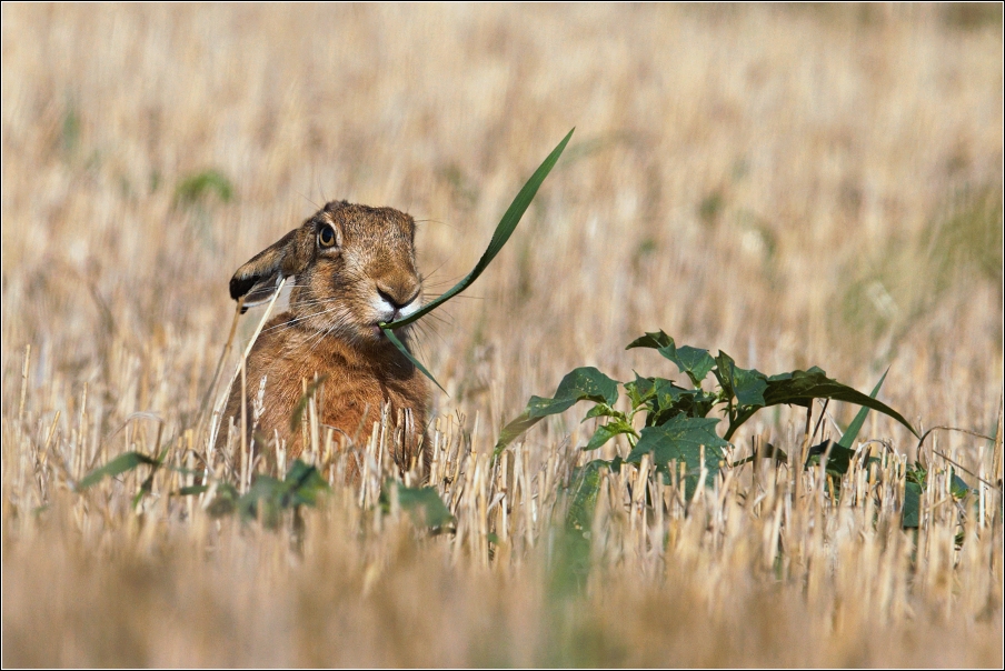 Zajíc polní  (Lepus europaeus )