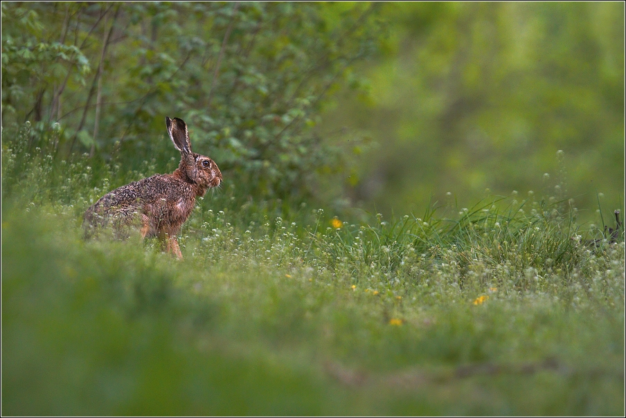 Zajíc polní  (Lepus europaeus )