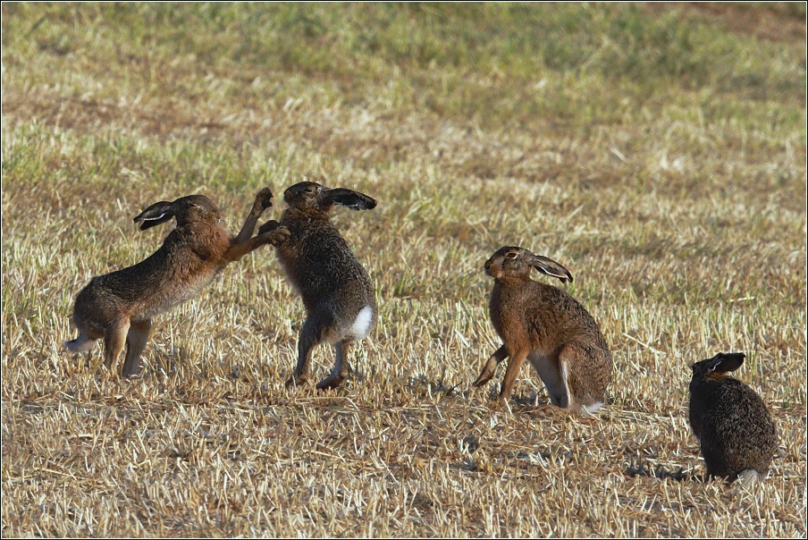 Zajíc polní  (Lepus europaeus )