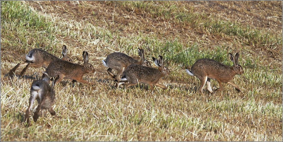 Zajíc polní  (Lepus europaeus )