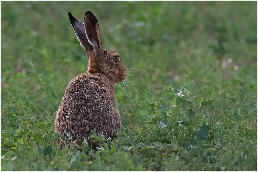 Zajíc polní  (Lepus europaeus )