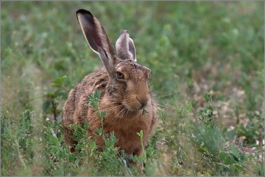 Zajíc polní  (Lepus europaeus )