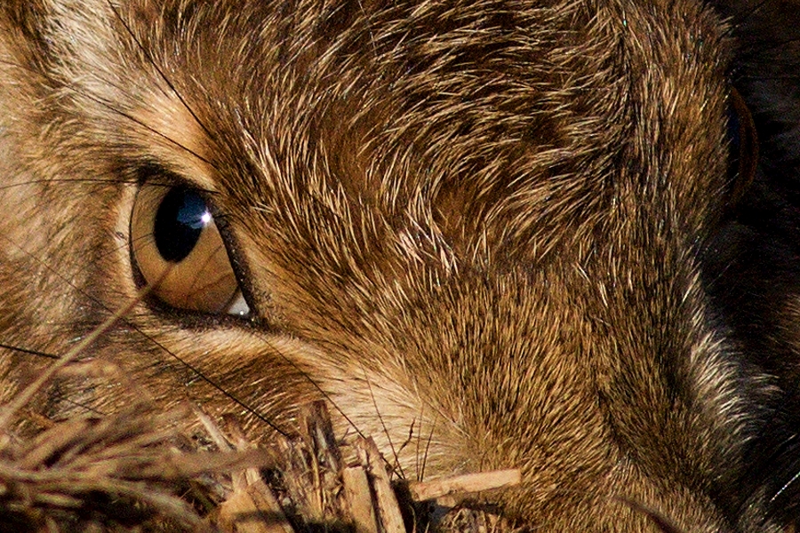 Zajíc polní  (Lepus europaeus )