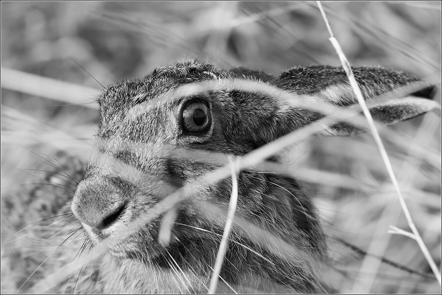 Zajíc polní  (Lepus europaeus )