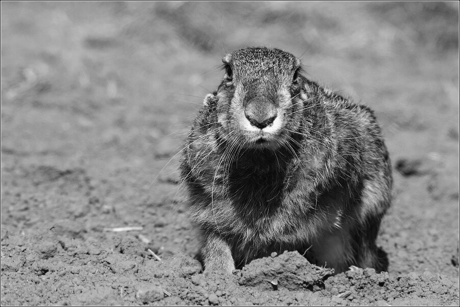 Zajíc polní  (Lepus europaeus )