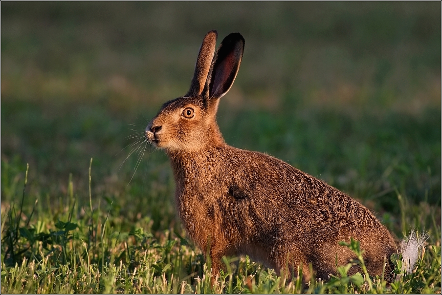 Zajíc polní  (Lepus europaeus )