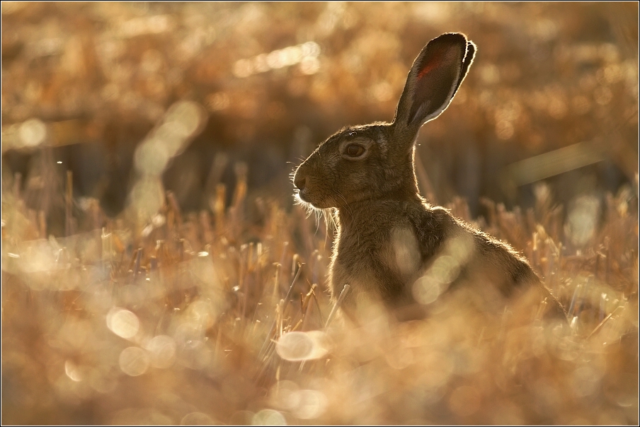 Zajíc polní  (Lepus europaeus )