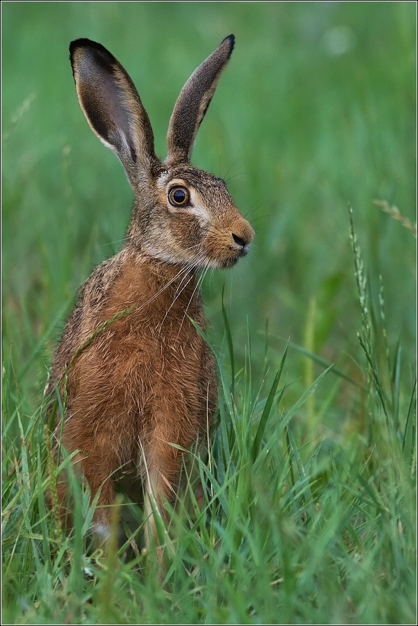 Zajíc polní  (Lepus europaeus )