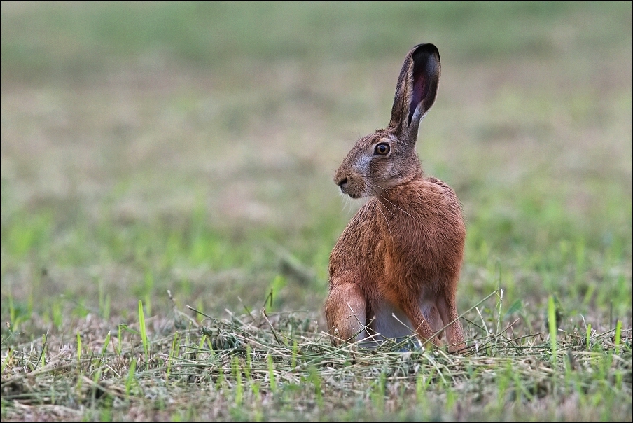 Zajíc polní  (Lepus europaeus )