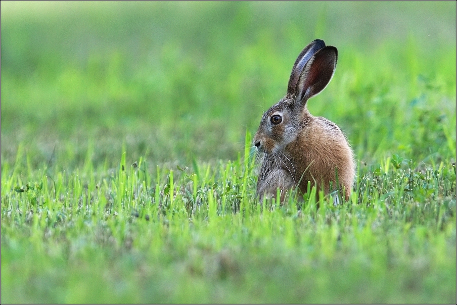 Zajíc polní  (Lepus europaeus )