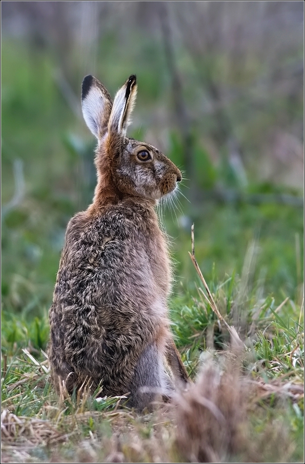 Zajíc polní  (Lepus europaeus )