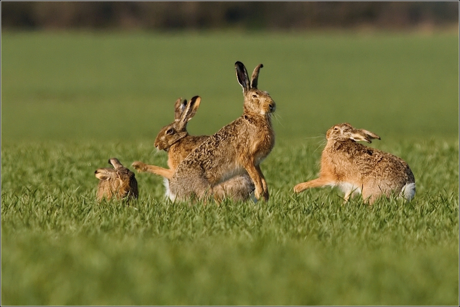 Zajíc polní  (Lepus europaeus )