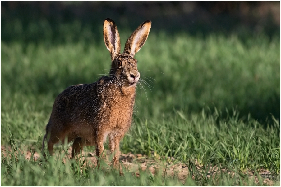 Zajíc polní  (Lepus europaeus )