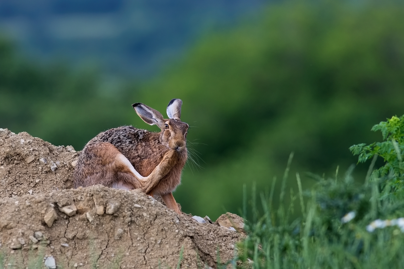 Zajíc polní  (Lepus europaeus )