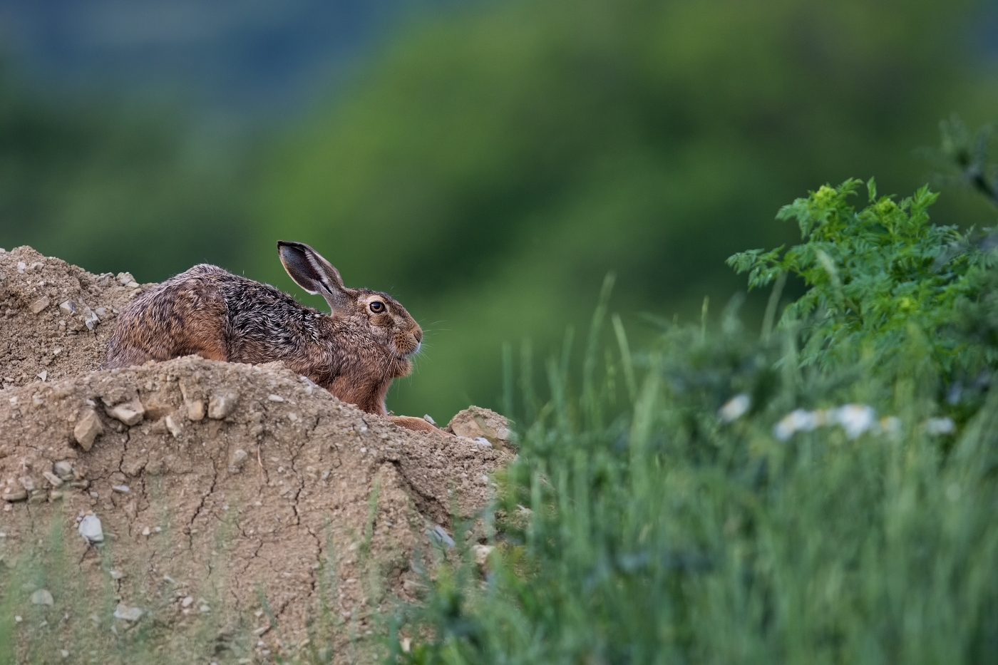 Zajíc polní  (Lepus europaeus )