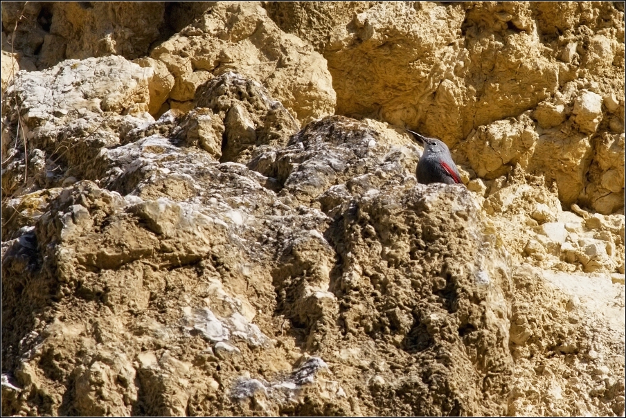 Zedníček skalní  ( Tichodroma muraria )