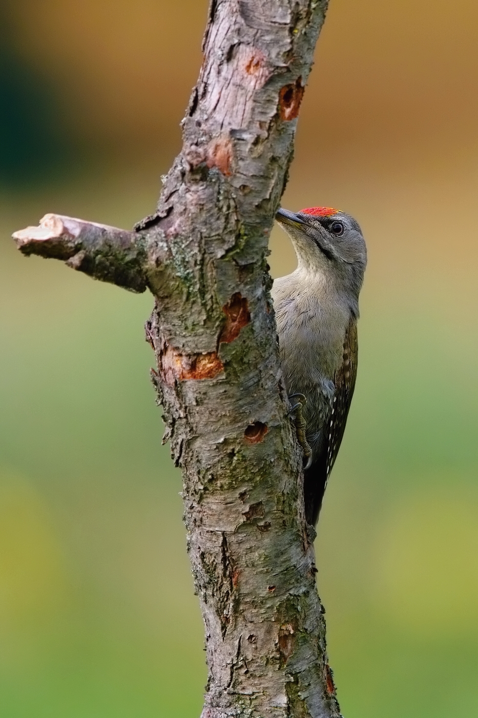 Žluna šedá  ( Picus canus )