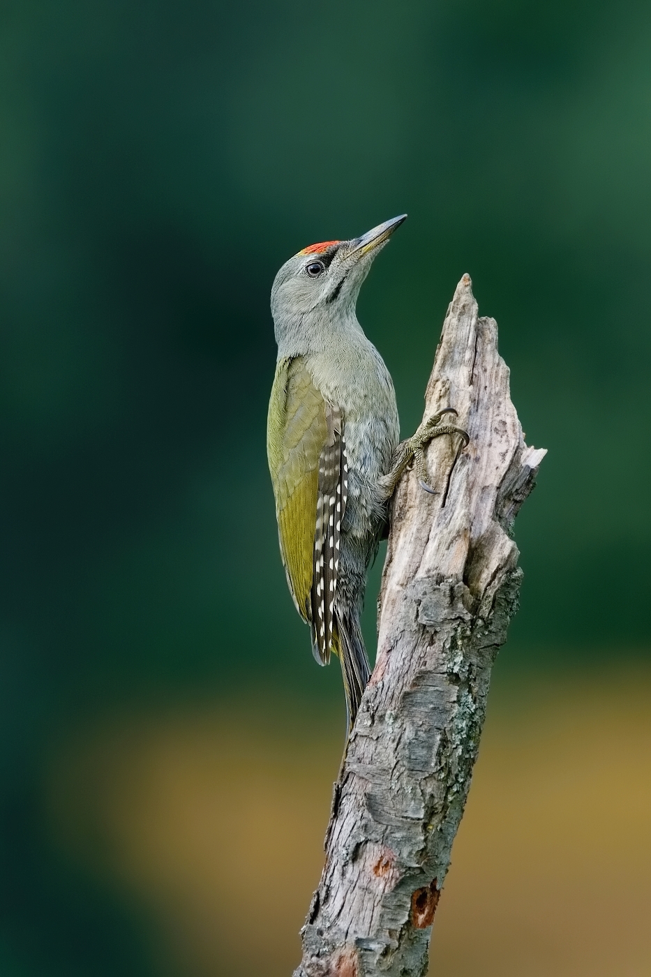 Žluna šedá  ( Picus canus )