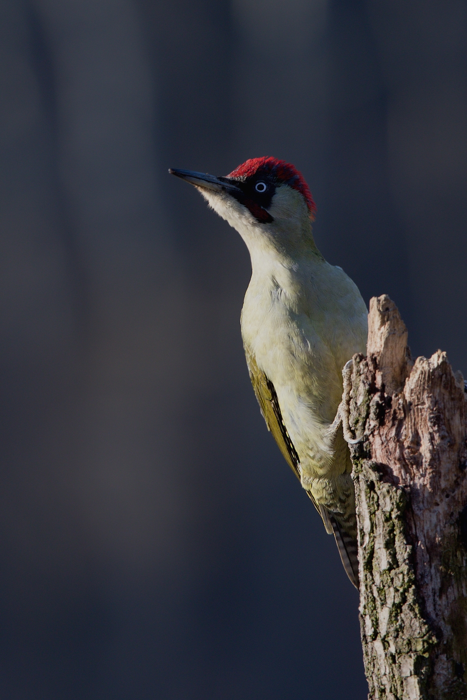 Žluna zelená  ( Picus viridis )