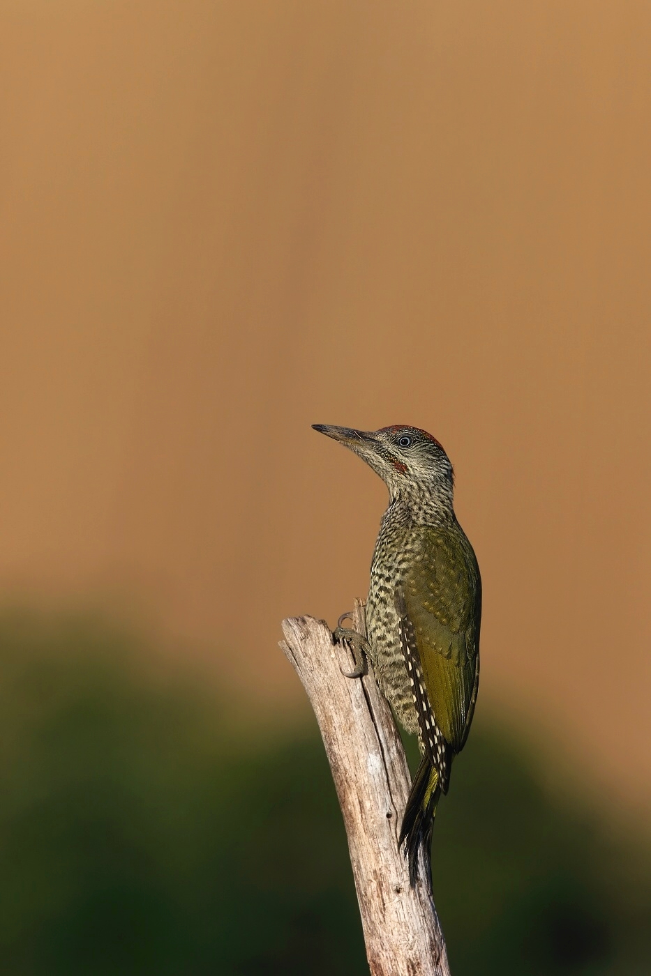 Žluna zelená  ( Picus viridis  )